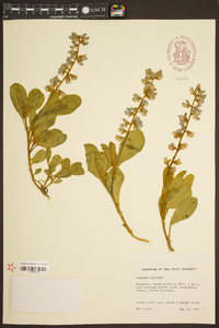 Lupinus diffusus image