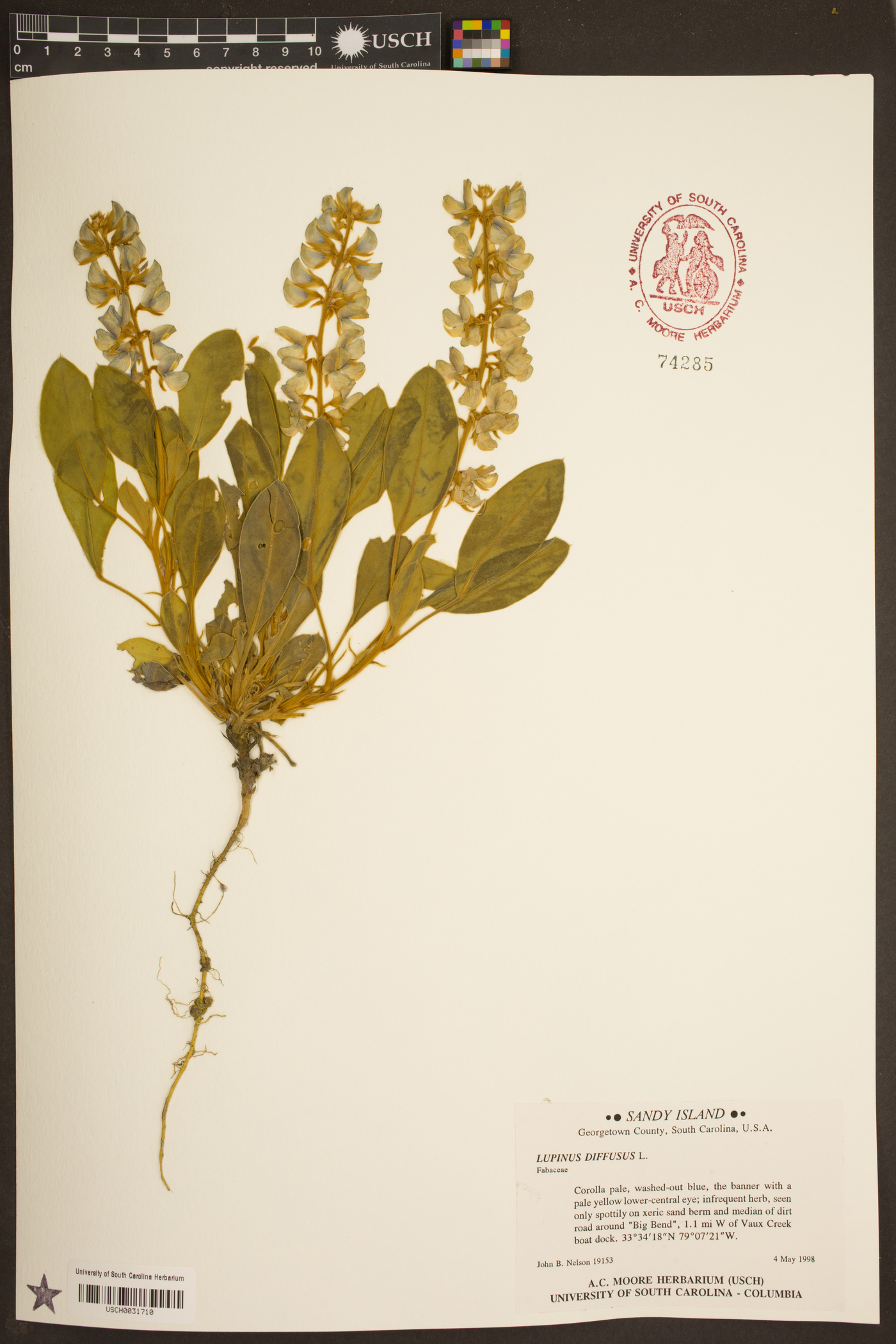 Lupinus diffusus image