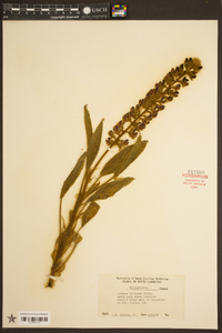 Lupinus villosus image