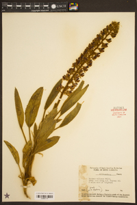 Lupinus villosus image