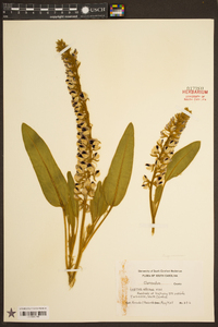 Lupinus villosus image