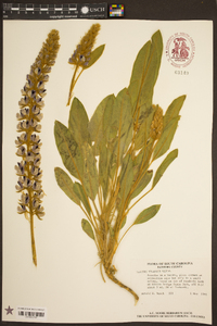 Lupinus villosus image