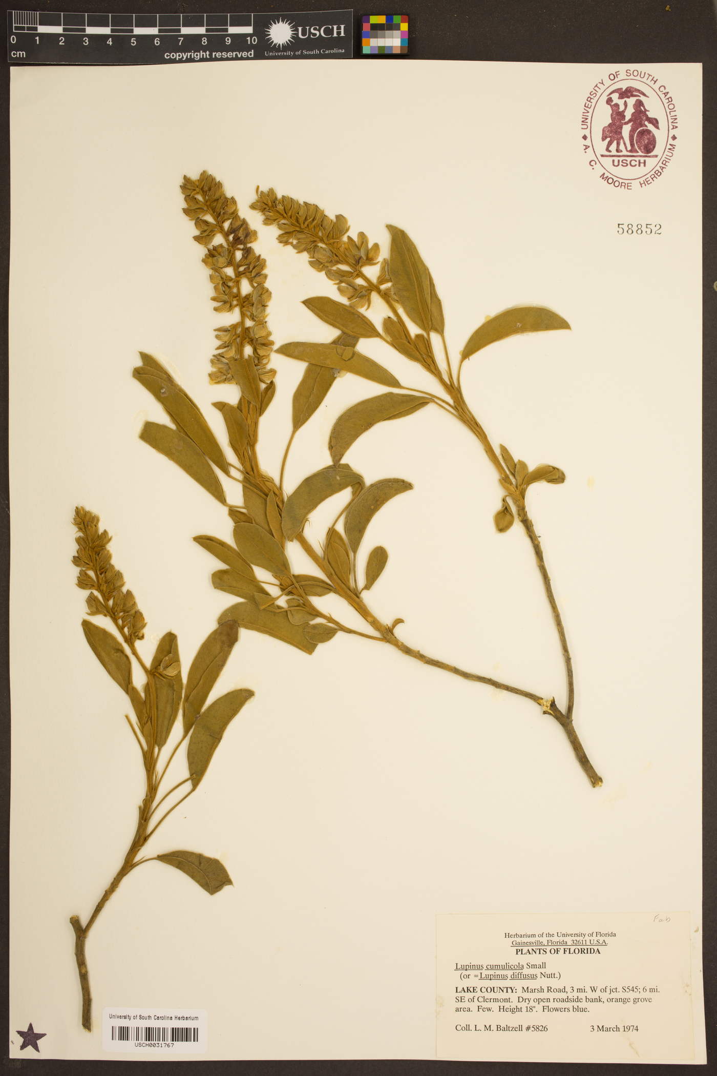 Lupinus cumulicola image