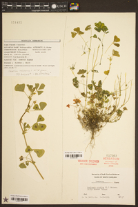 Medicago arabica image