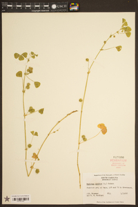 Medicago arabica image