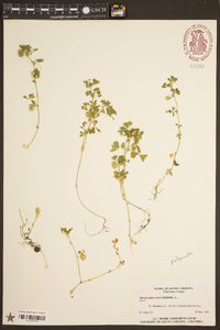 Medicago polymorpha image