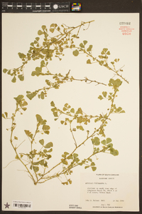 Medicago polymorpha image