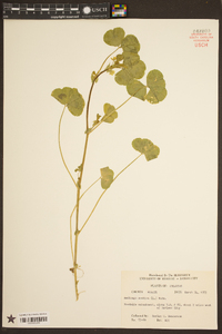 Medicago arabica image