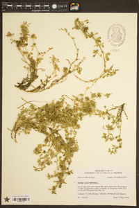 Medicago minima image