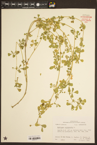 Medicago polymorpha image