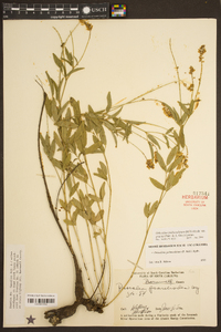 Orbexilum pedunculatum var. psoralioides image