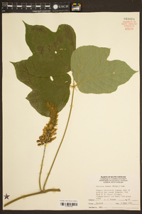 Pueraria montana var. lobata image