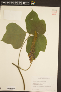 Pueraria montana image