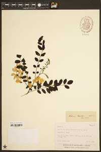 Robinia elliottii image