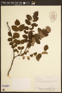 Robinia hispida image