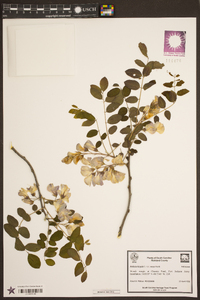 Robinia hispida image