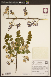 Robinia hispida image