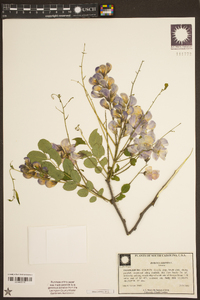 Robinia hispida image