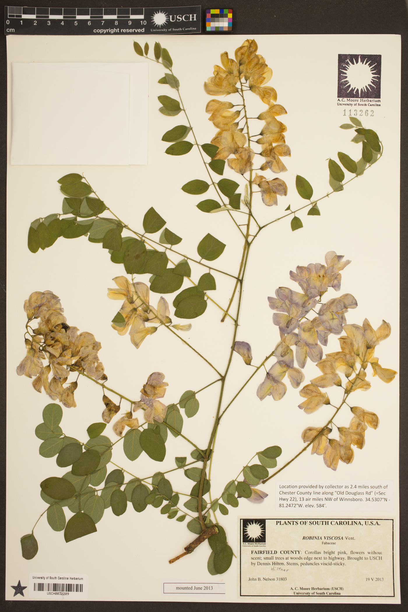 Robinia ambigua image