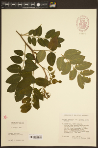 Robinia hispida var. fertilis image