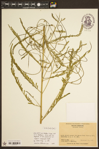 Image of Sesuvium microphyllum