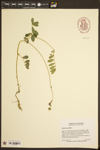 Tephrosia spicata image