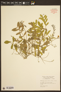 Tephrosia spicata image