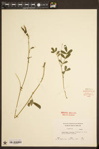 Tephrosia spicata image