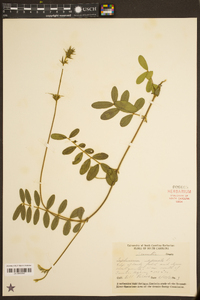 Tephrosia spicata image