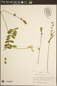 Tephrosia spicata image