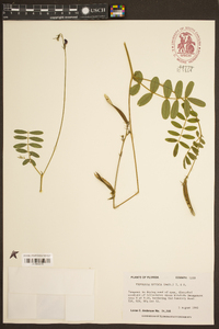 Tephrosia spicata image