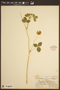 Trifolium carolinianum image