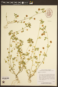 Trifolium aureum image