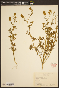 Trifolium arvense image