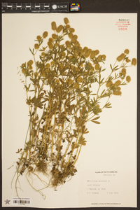 Trifolium arvense image