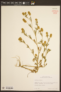 Trifolium arvense image