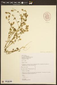 Trifolium arvense image