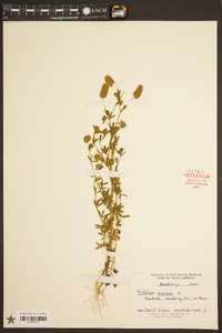 Trifolium arvense image