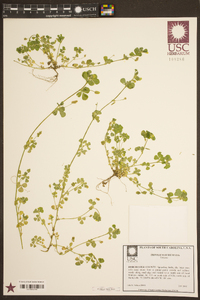 Trifolium dubium image