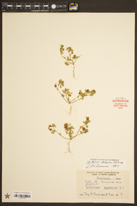 Trifolium dubium image