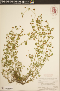 Trifolium dubium image