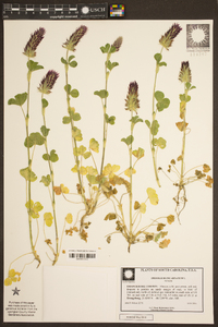 Trifolium incarnatum image