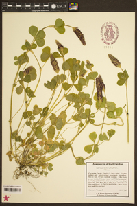 Trifolium incarnatum image