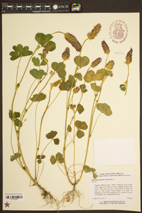 Trifolium incarnatum image