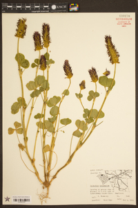 Trifolium incarnatum image