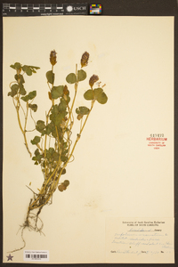 Trifolium incarnatum image