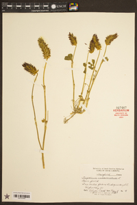 Trifolium incarnatum image