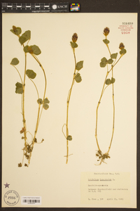 Trifolium incarnatum image