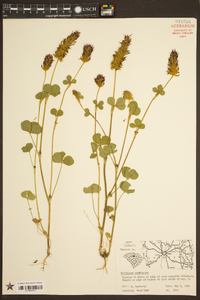 Trifolium incarnatum image