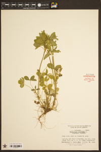 Trifolium reflexum image